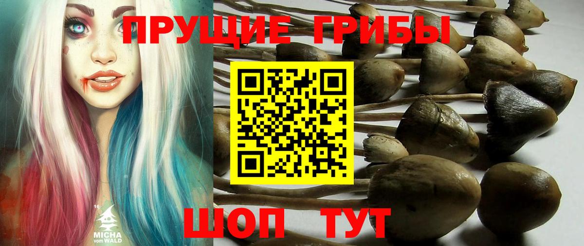 Псилоцибиновые грибы прущие грибы Абинск